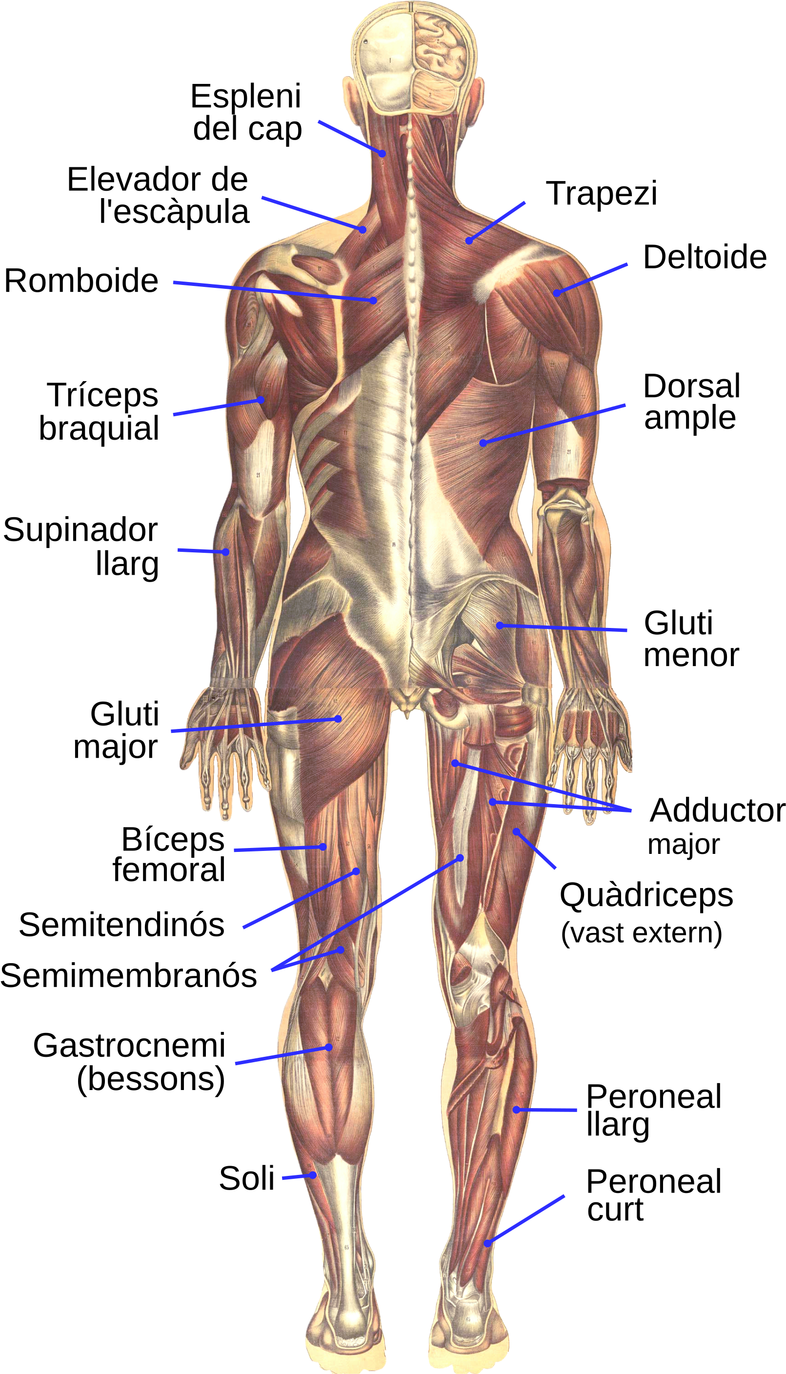 Bougle, Human Muscular System, Posterior-ca - Muscular System Clipart (1821x2908), Png Download