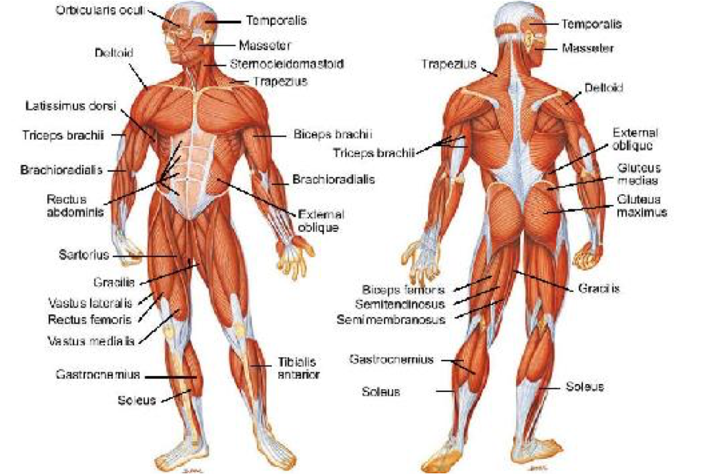 Screen 2 On Flowvella - Muscles Of The Body Hd Clipart (1013x1061), Png Download
