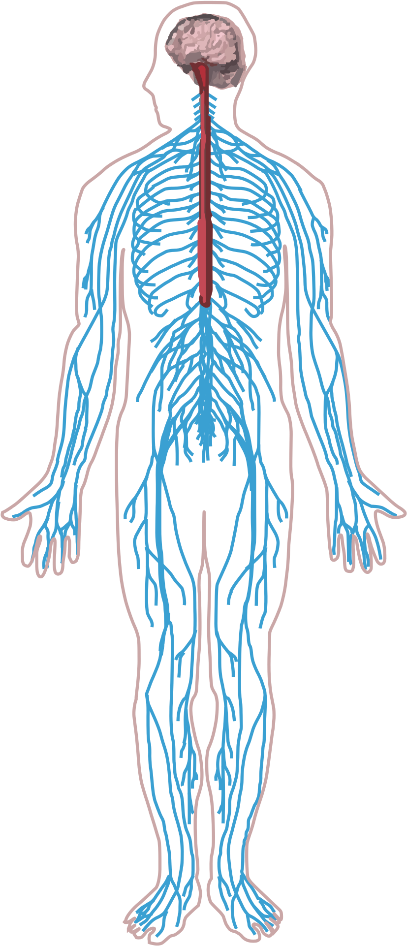 Peripheral Nervous System Png - Transparent Nervous System Png Clipart (827x1922), Png Download