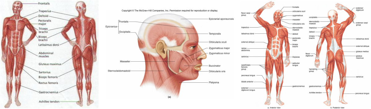 Muscular System King Wanye Hn A P - Muscles Of The Head And Body Clipart (1197x352), Png Download