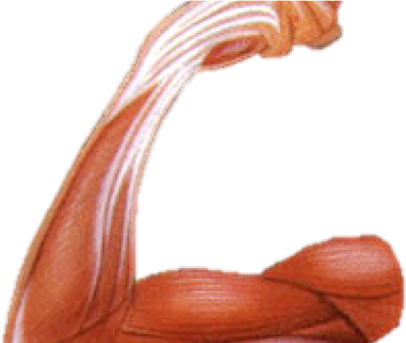 Izom Összehúzódás Gif Clipart (640x480), Png Download