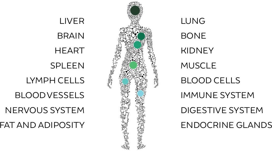 Endocannabinoid System - Illustration Clipart (1085x606), Png Download