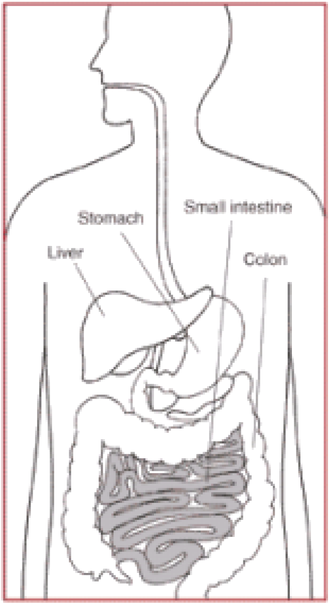 Digestive System Clipart (658x1206), Png Download