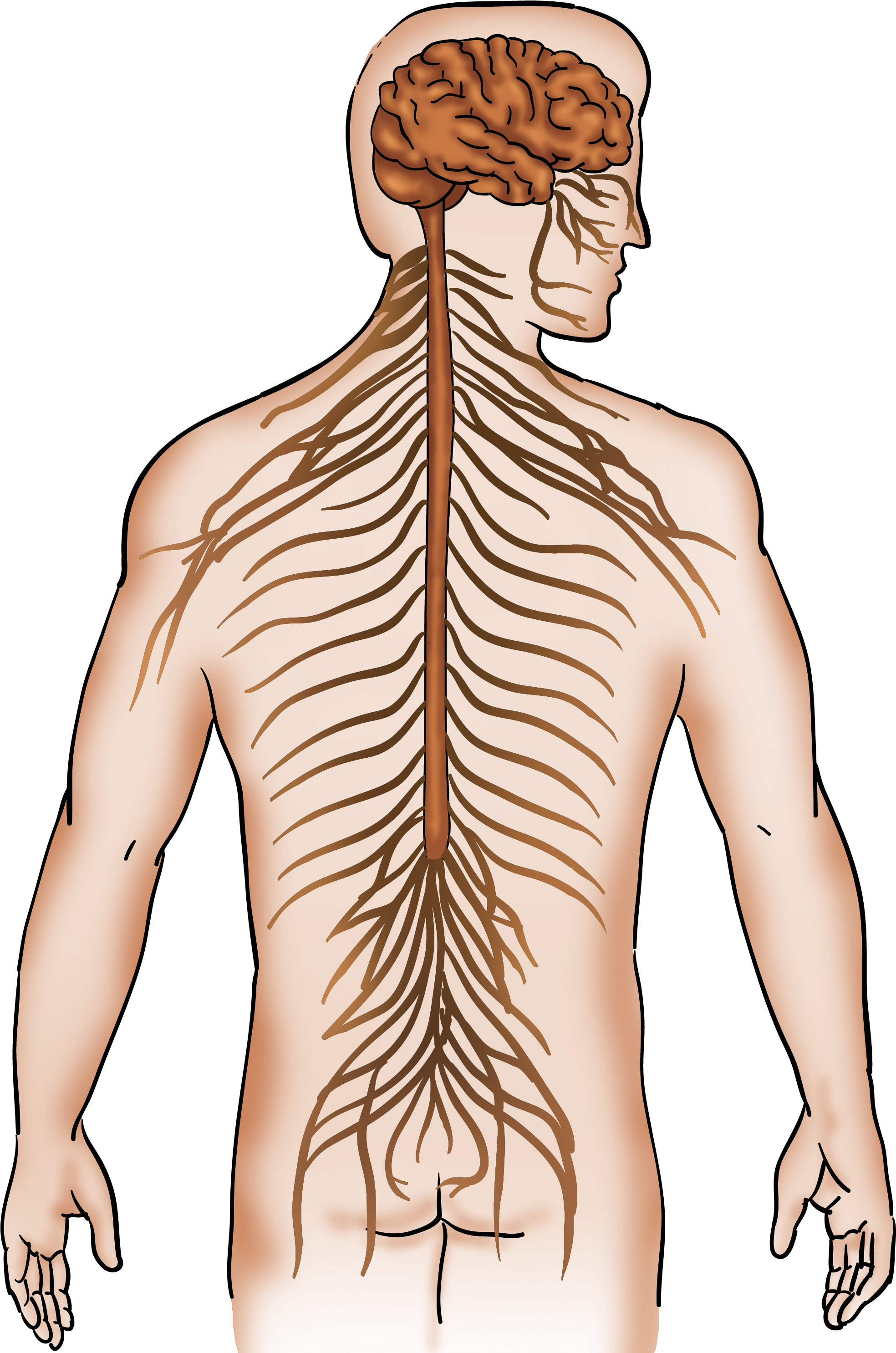 Man Clipart (2659x2994), Png Download