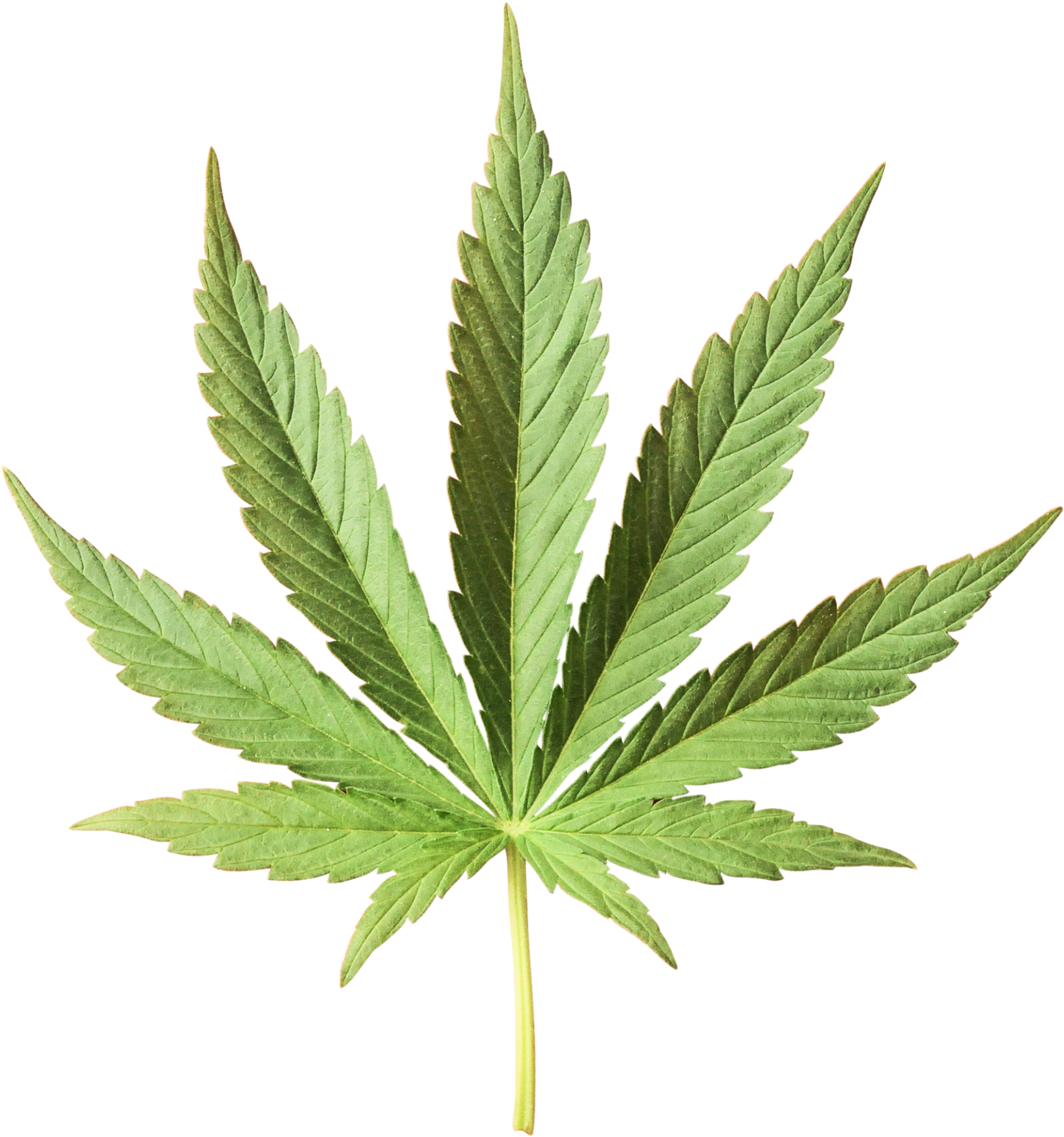 Products - Hemp Leaf Clipart (1920x1920), Png Download