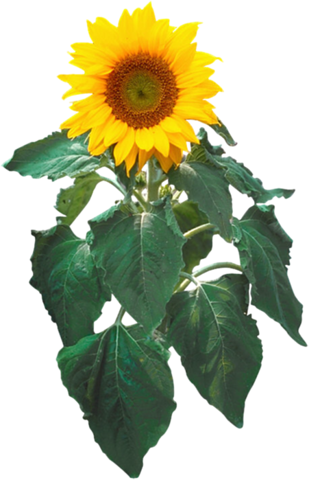 Sunflower In Pot - Sunflower Clipart (451x699), Png Download
