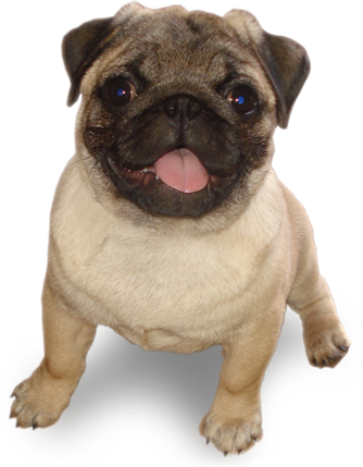#tumblr #dog #mops - Jb Kingsman Clipart (334x429), Png Download