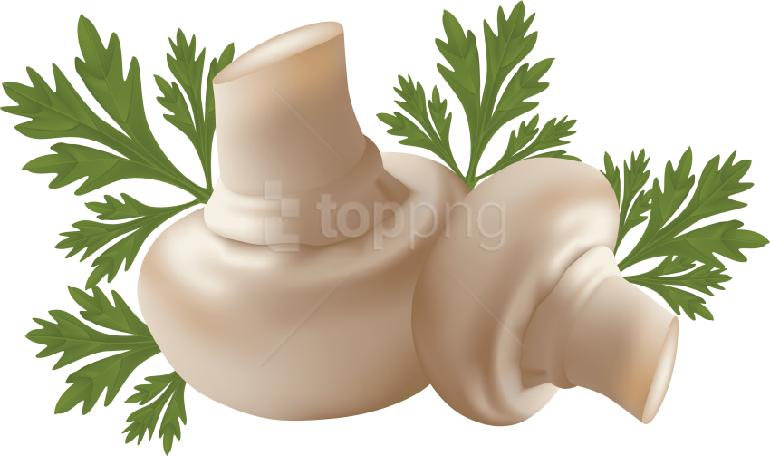 Free Png Download Mushroom Clipart Png Photo Png Images - Free Vector Vegetables Transparent Png (850x503), Png Download