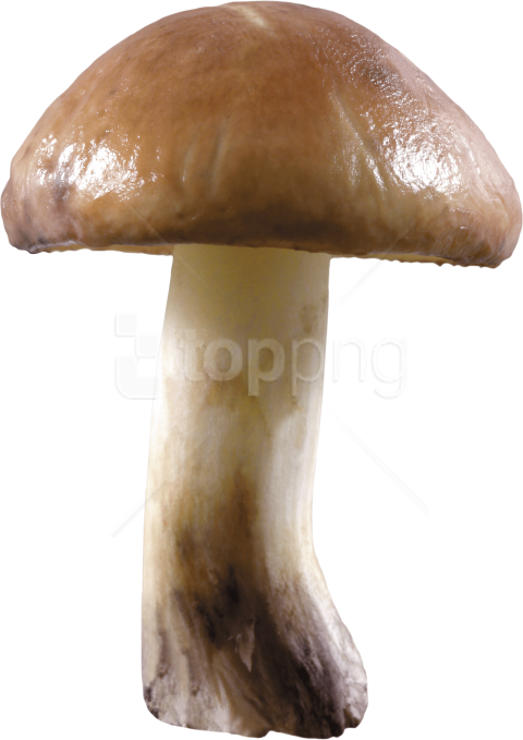 Free Png Download Mushroom Png Images Background Png - Transparent Background Mushroom Png Clipart (480x679), Png Download