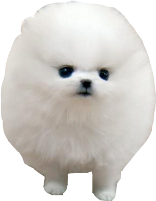 Transparent Dog Tumblr - It's So Fluffy I M Clipart (572x627), Png Download