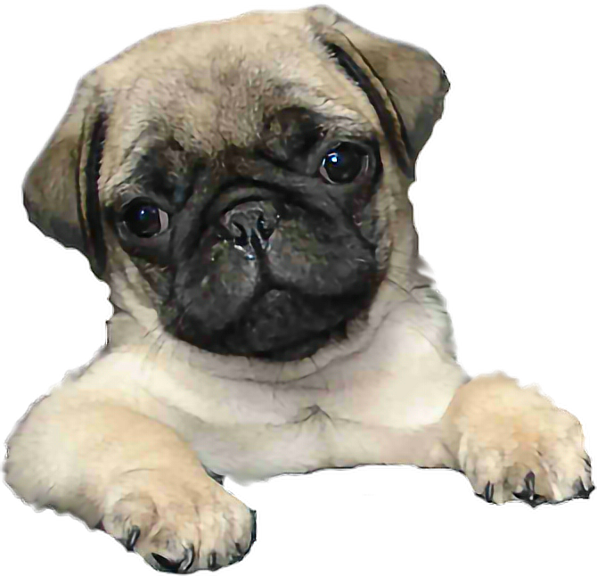 #tumblr #dog #mops - Filhotes Png Clipart (670x646), Png Download