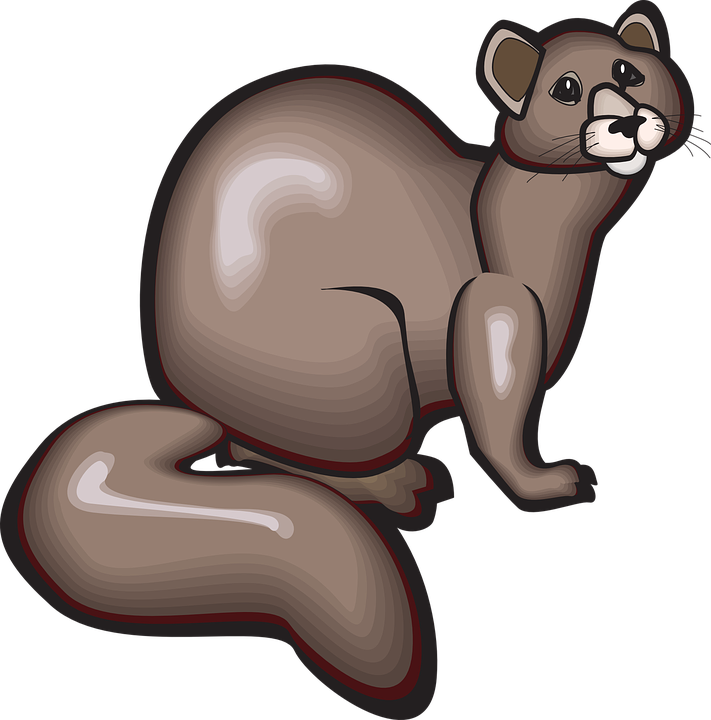 Animal Tail Whiskers Shine Sable - Mink Clipart Png Transparent Png (711x720), Png Download