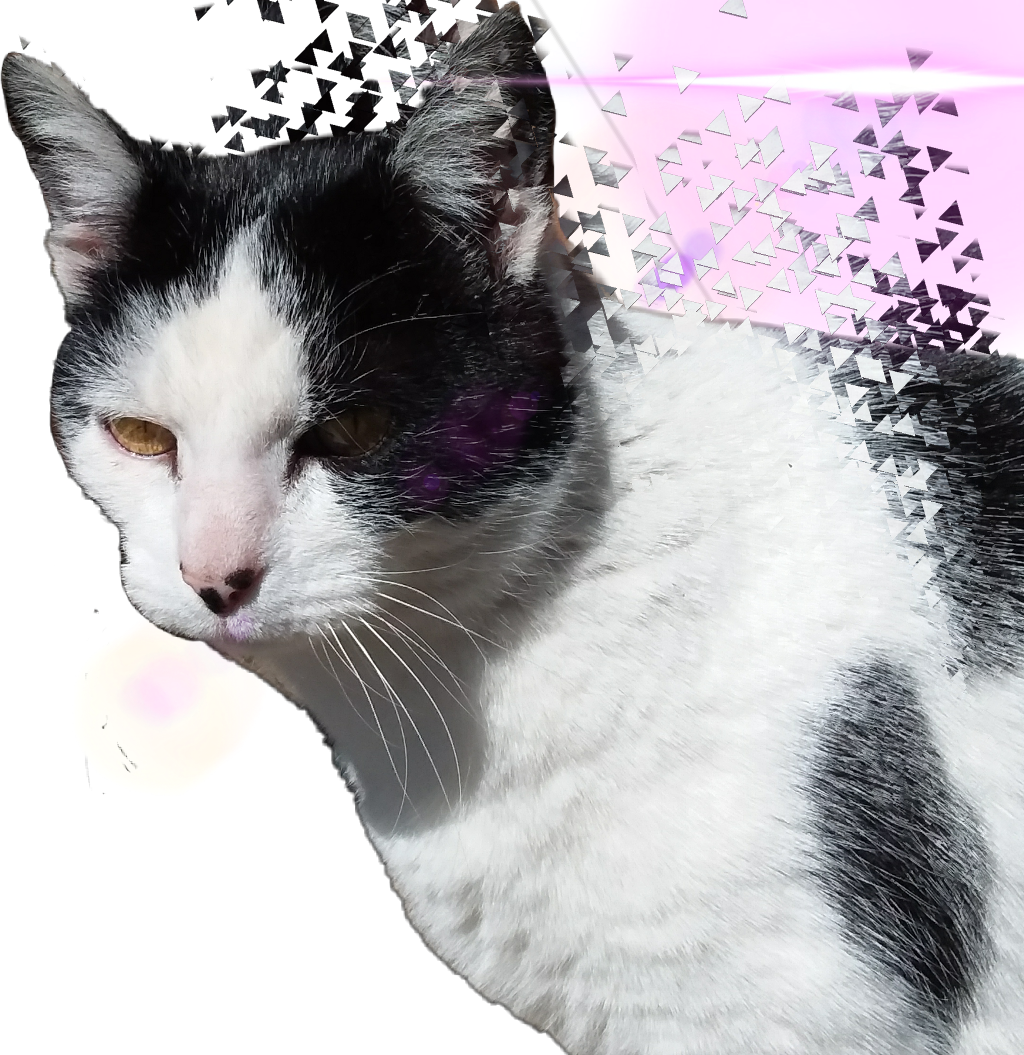 Cats Sticker Clipart (1024x1055), Png Download