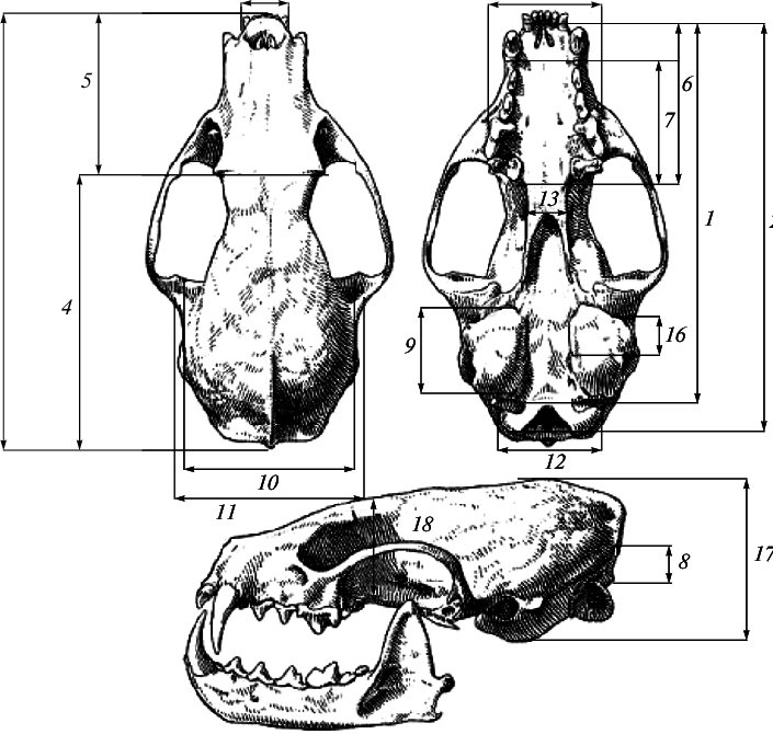 Cranial Measurements Of Sable - Drawing Clipart (705x670), Png Download