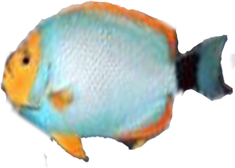 Photo Pez8-1 Zps49dd5d81 - Pomacentridae Clipart (800x600), Png Download