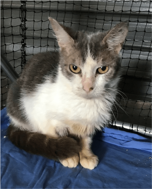 Photo Of Cookie - Domestic Short-haired Cat Clipart (638x638), Png Download