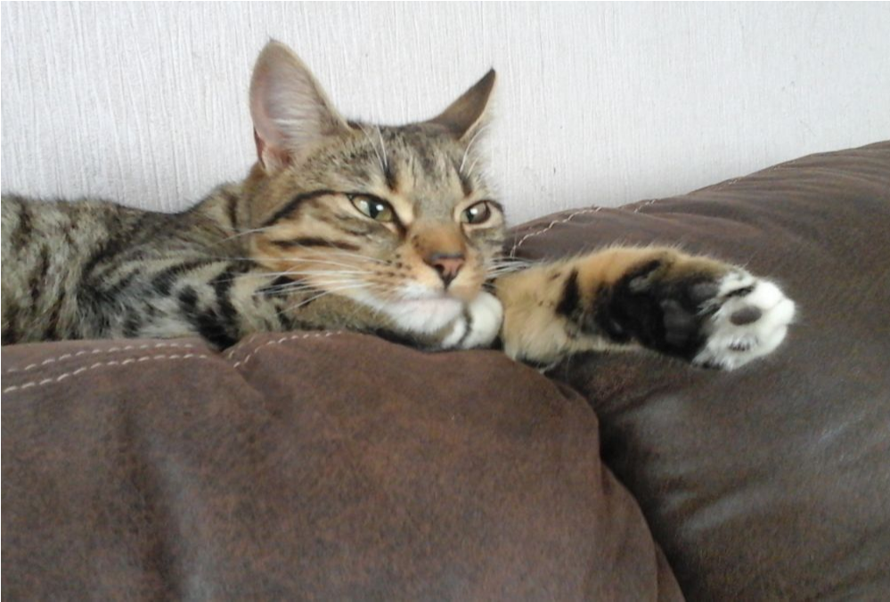 Cookie Is Reunited - Domestic Short-haired Cat Clipart (998x998), Png Download