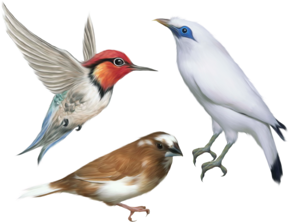 Gifs Passarinhos - Birds Flying Png Hd Clipart (640x501), Png Download