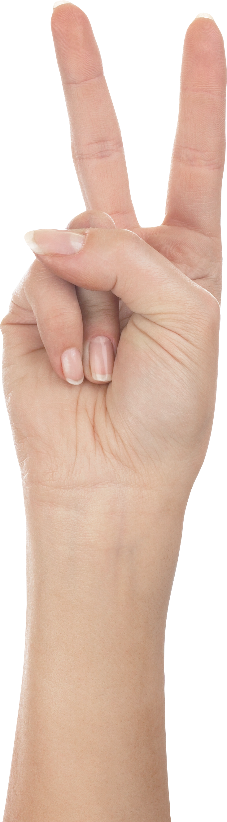 Two Hands Png - Thumb Clipart (733x2645), Png Download