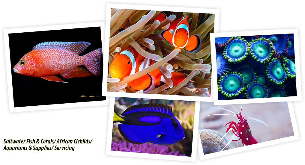 Ocean's Floor, Llc - Craft Clipart (1017x551), Png Download