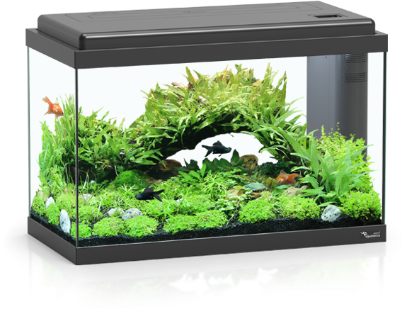Advance Led Aquatlantis Aquarium Aquariums Terrariums - Acuarios De 40 Litros Clipart (788x712), Png Download