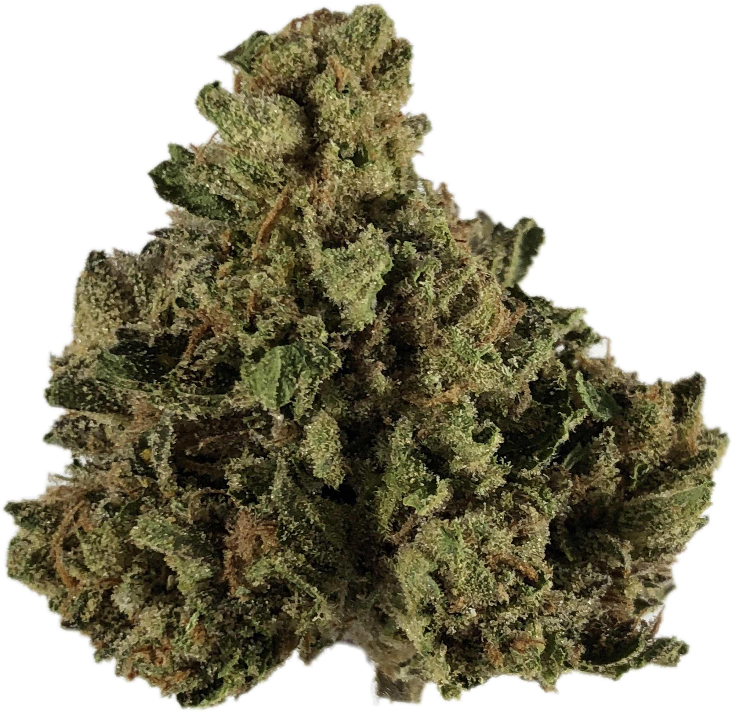 Cherry-pie - Shortleaf Black Spruce Clipart (3024x3024), Png Download