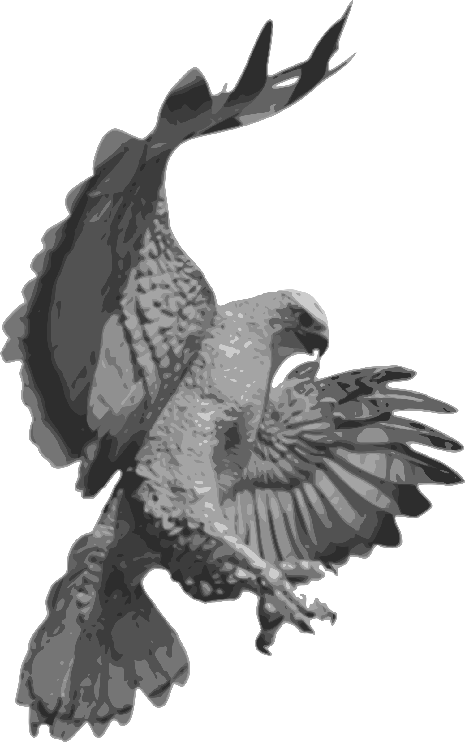 Falcon Clipart Blackhawk - Transparent Crow Flying Cartoon - Png Download (1503x2400), Png Download