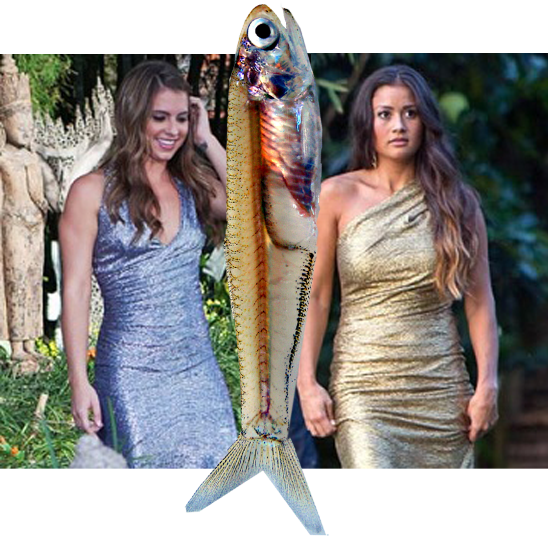 Bachelor Anchovy - Catherine Giudici Bachelor Clipart (1120x1097), Png Download