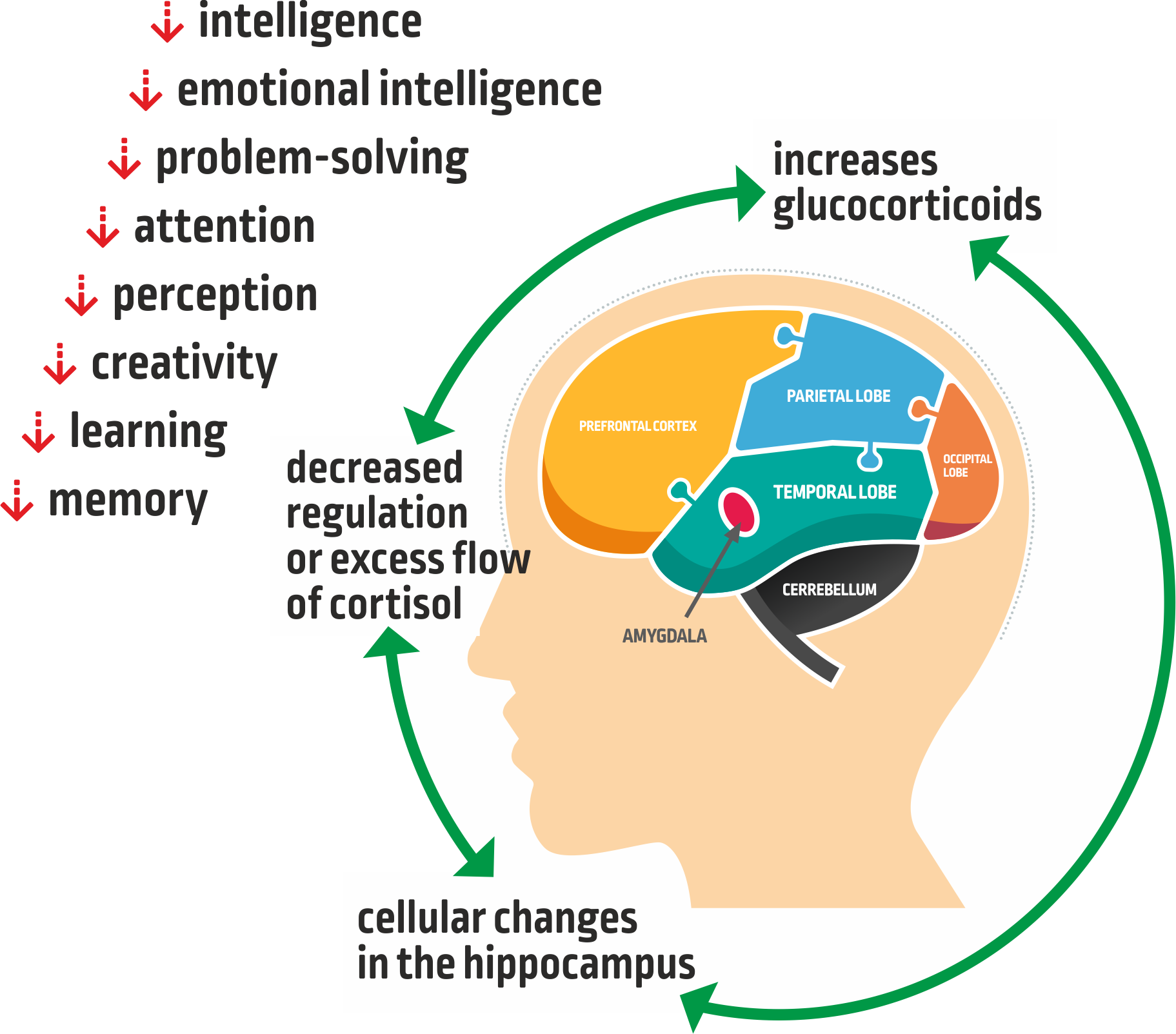 Stress Reduces Brain Capacities Among Children - Melbourne Knights Clipart (1823x1603), Png Download