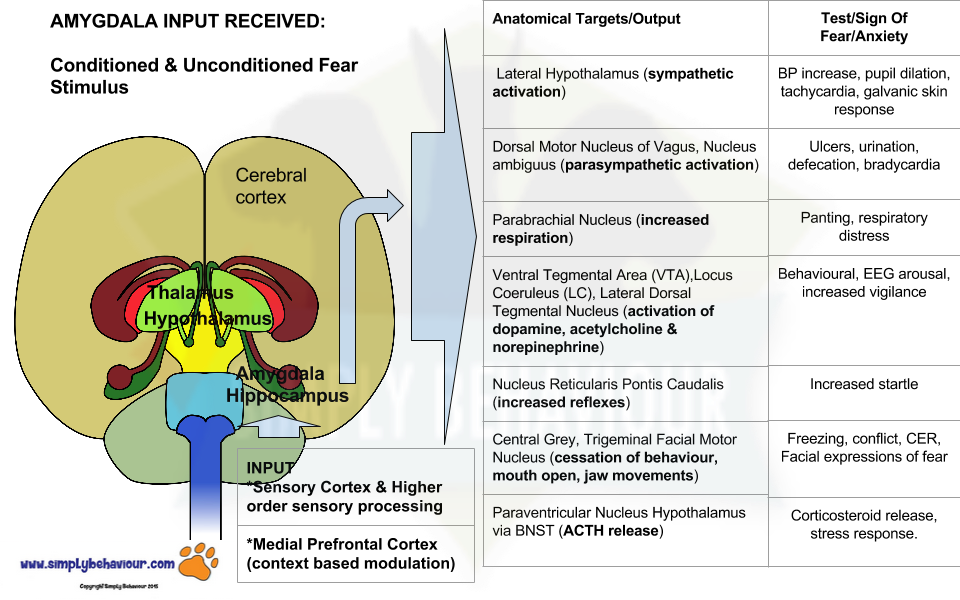 Brain Response To Fear Flow Chart New Impulse Related - Limbic System Function Clipart (960x600), Png Download