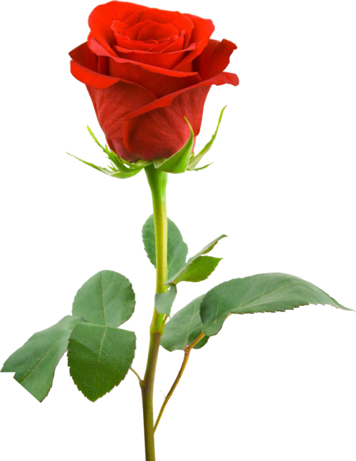 Classic Red Hybrid Tea Bud - Single Red Rose Hd Clipart (500x646), Png Download