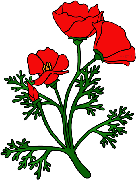 California Poppy Transparent Background Clipart (496x648), Png Download