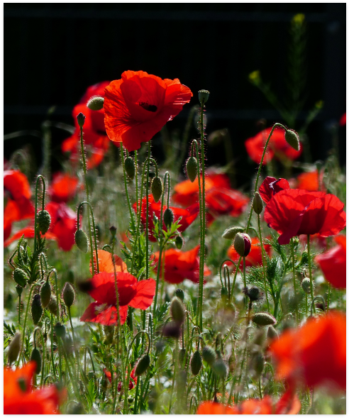 Corn Poppy Clipart (800x800), Png Download