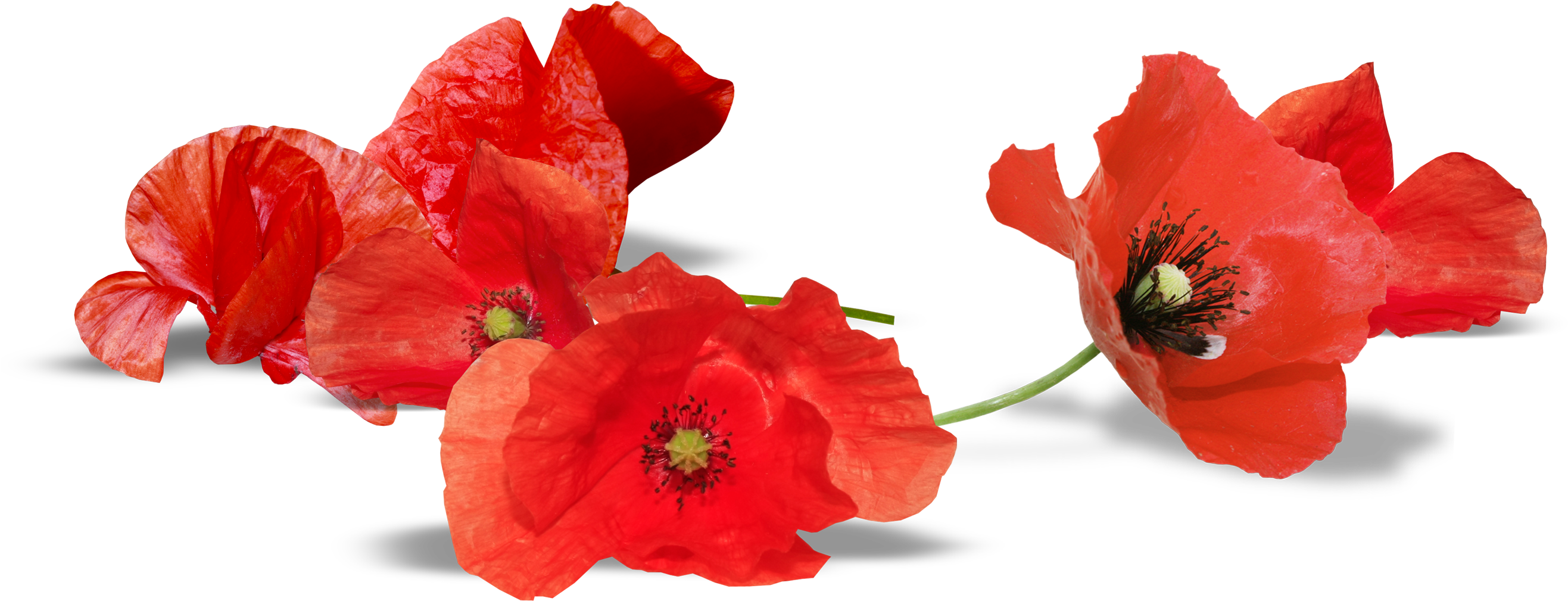 U-2732399954, Red Poppy, Quality Penelope Herman - Australian Remembrance Day Poppy Clipart (2632x1260), Png Download