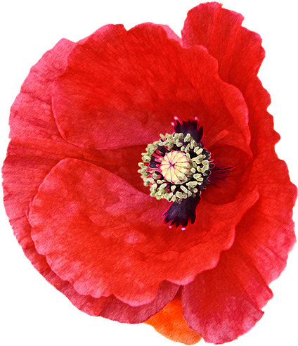 Click And Drag To Re-position The Image, If Desired - Corn Poppy Clipart (600x600), Png Download