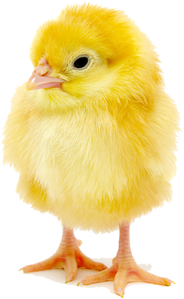 Baby Chick Copy 652x - Baby Chick Transparent Background Clipart (652x662), Png Download