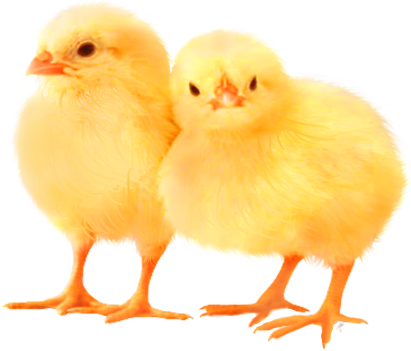 No Comment - Chicken Clipart (821x703), Png Download