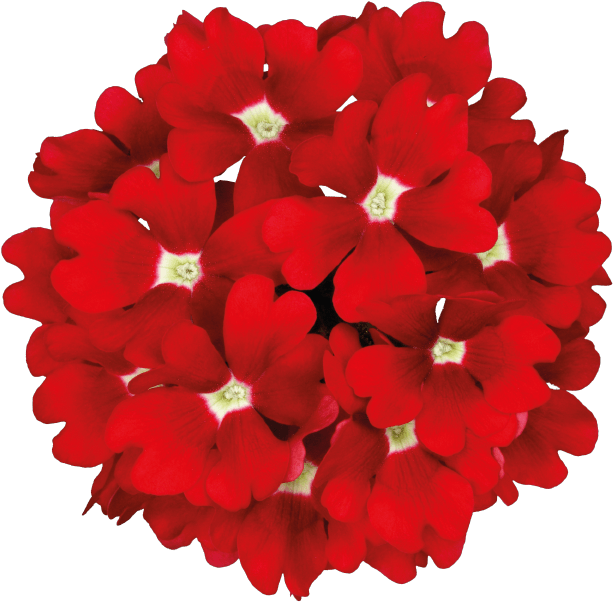 Temari Patio Red - Floral Design Clipart (871x1111), Png Download