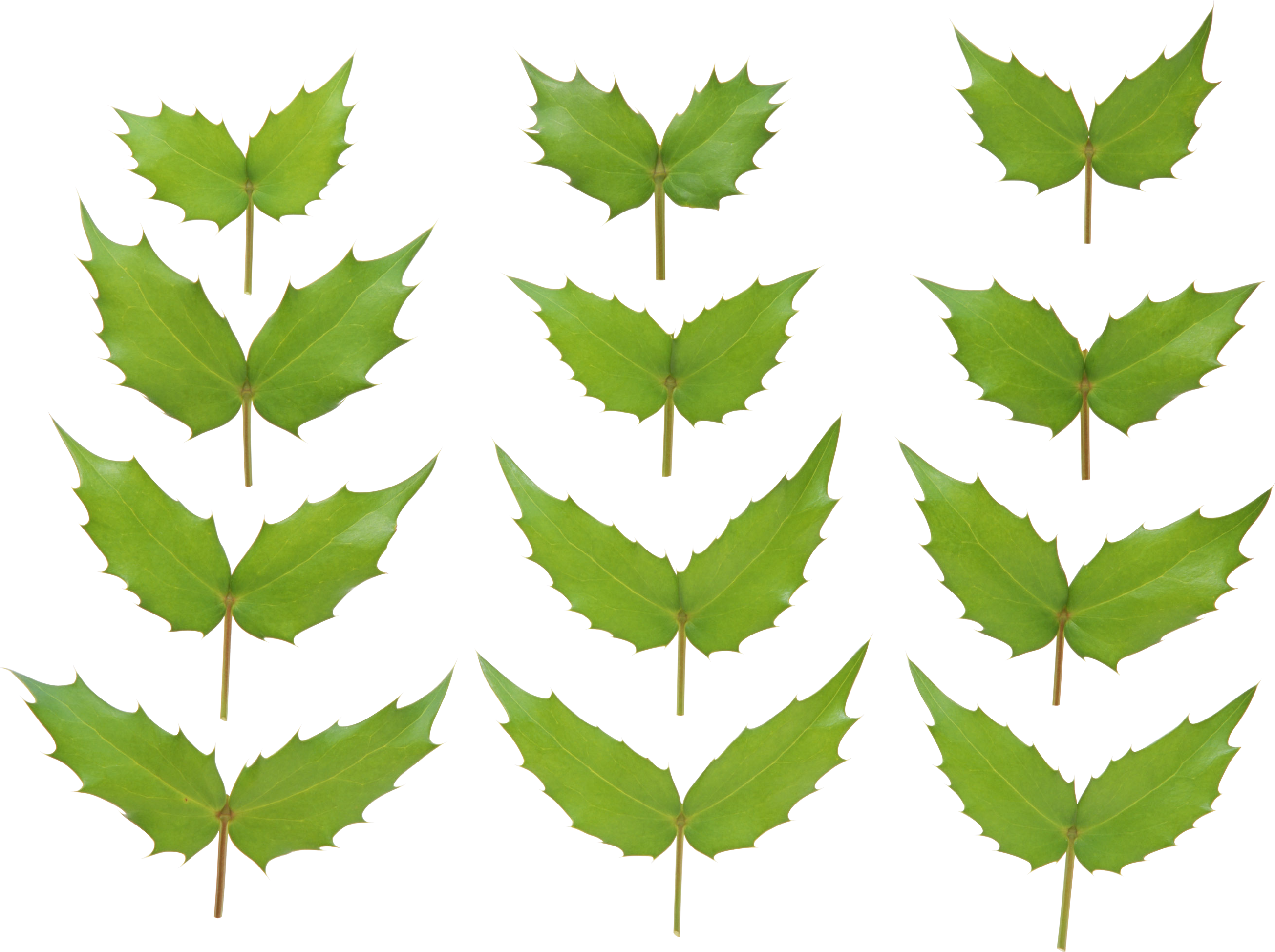 Green Leaves - Portable Network Graphics Clipart (2610x1949), Png Download