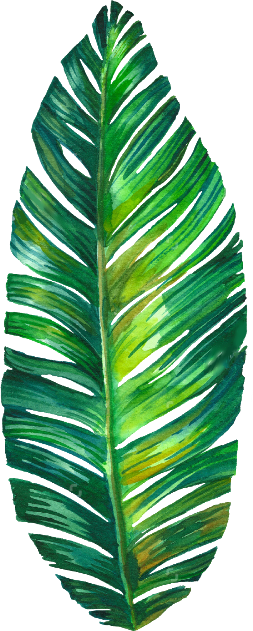 Palm Leaf Watercolor Png Clipart (889x2048), Png Download