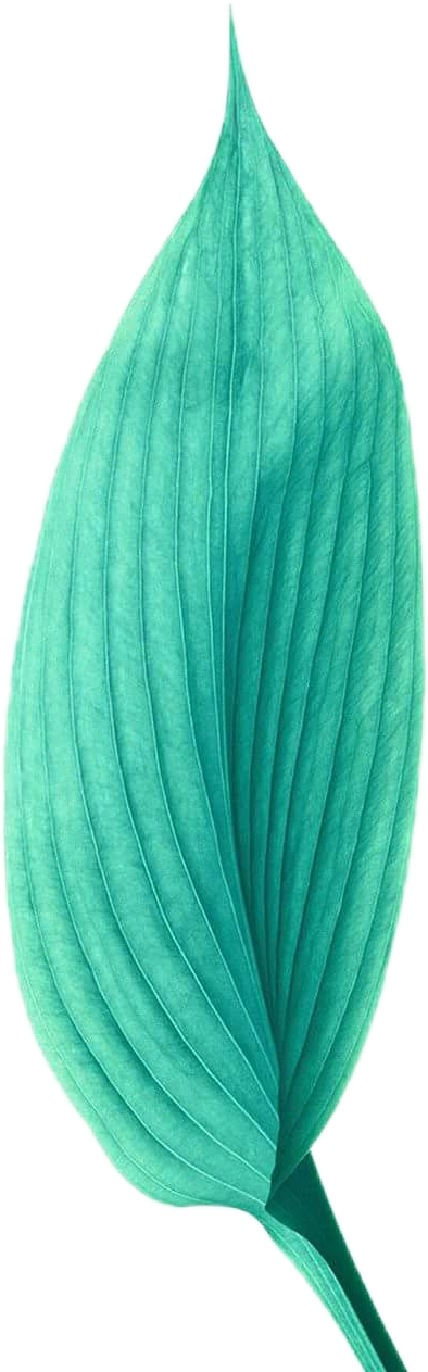 #yaprak #green #leaf #yeşil #aesthetic #tumblr #vintage - Iphone 6 Clipart (394x1263), Png Download