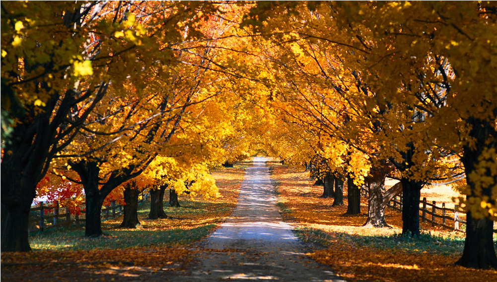 Score 50% - Autumn Trees Along A Road Clipart (1000x1000), Png Download