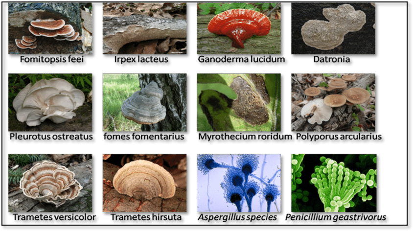 12 Types Of Fungi Which Are Used For The Food Dye Adsorption - Agaric Clipart (850x478), Png Download