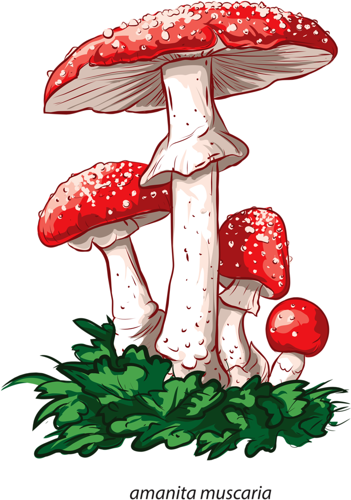 Fungus Drawing Tattoo - Funghi Velenosi Immagini E Nomi Clipart (727x1024), Png Download