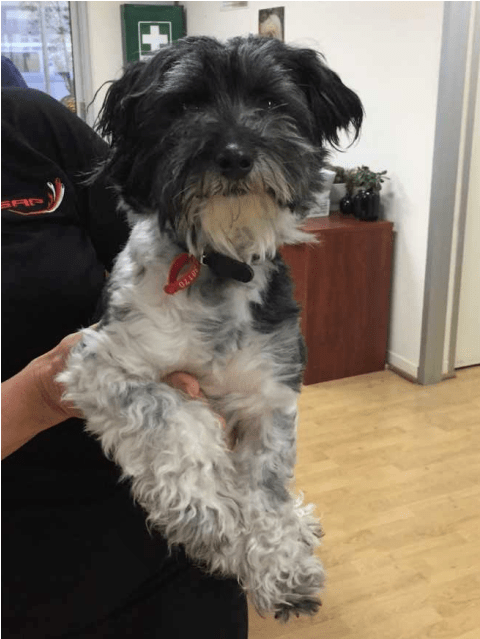 Photo Of Gizmo - Tibetan Terrier Clipart (638x638), Png Download