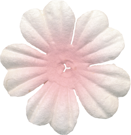 Flowers Of The Picnic Clipart - Impatiens - Png Download (557x575), Png Download