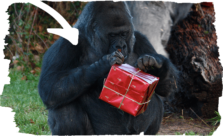 Animal Experiences - Gorilla Christmas Clipart (718x445), Png Download