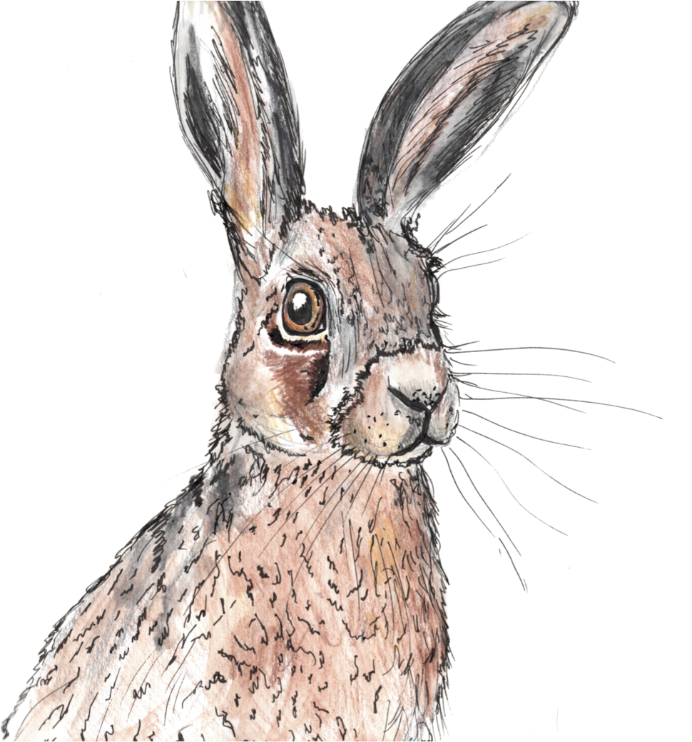 Img20171117 17544147 , Png Download - Antelope Jackrabbit Clipart (970x1039), Png Download