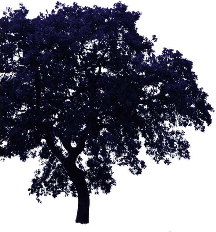 Tree Bg - Transparent Background Png Tree Clipart (1000x1000), Png Download