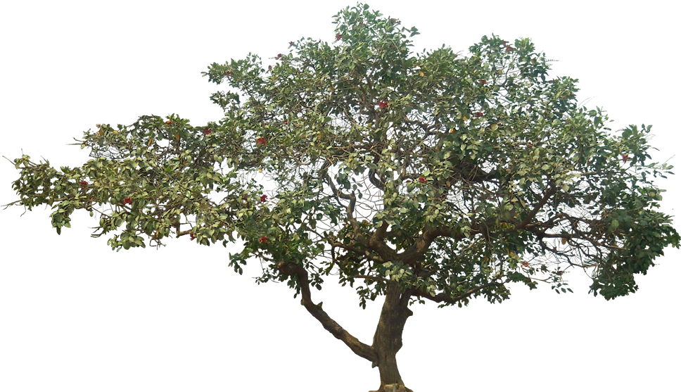 Png Trees - Coraltree Hospitality Clipart (973x563), Png Download